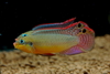 Pelvicachromis taeniatus 'Moliwe'