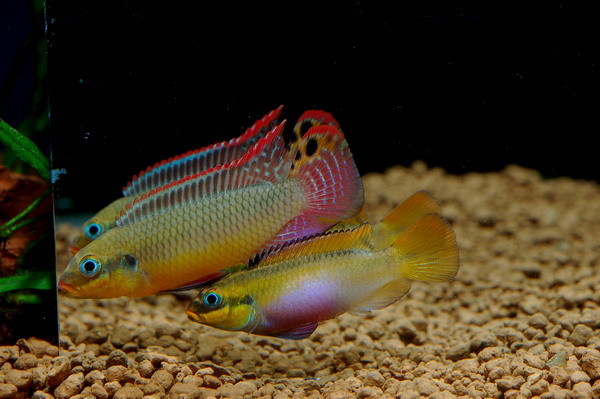 Pelvicachromis taeniatus 'Moliwe'