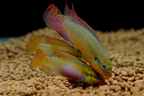 Pelvicachromis taeniatus 'Moliwe'