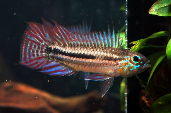 Apistogramma bitaeniata "Tefe Bauana"