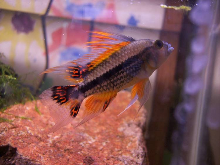 Apisto