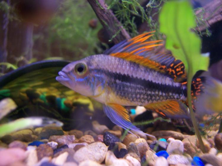 Apisto