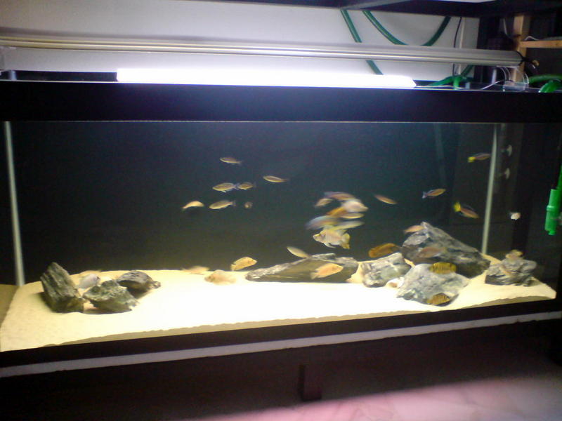 522 Tanganyika Tank Setup 2