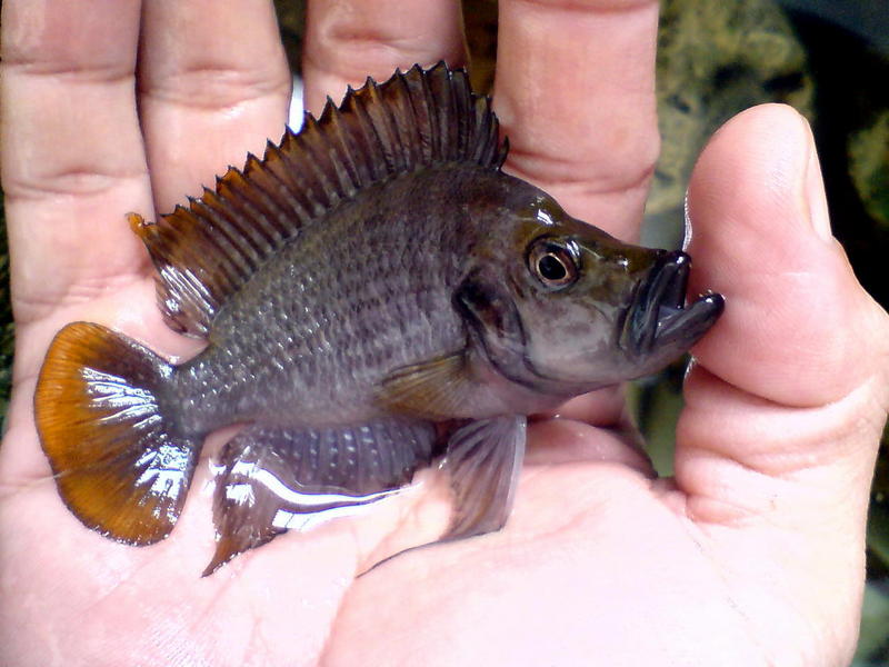 Altolamprologus compressiceps kiriza