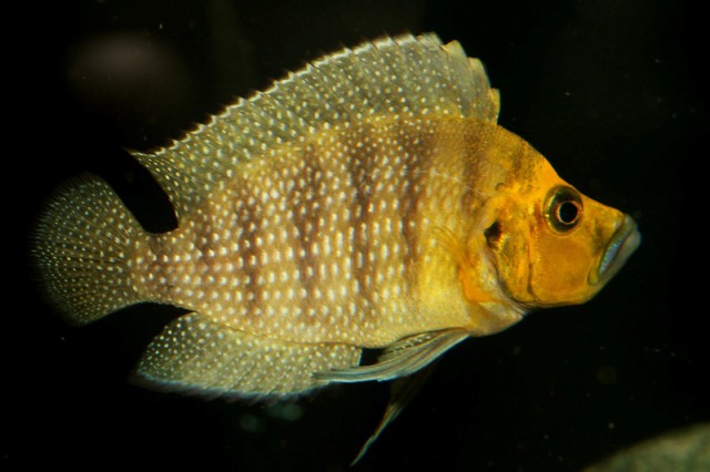 Altolamprologus compressiceps goldhead