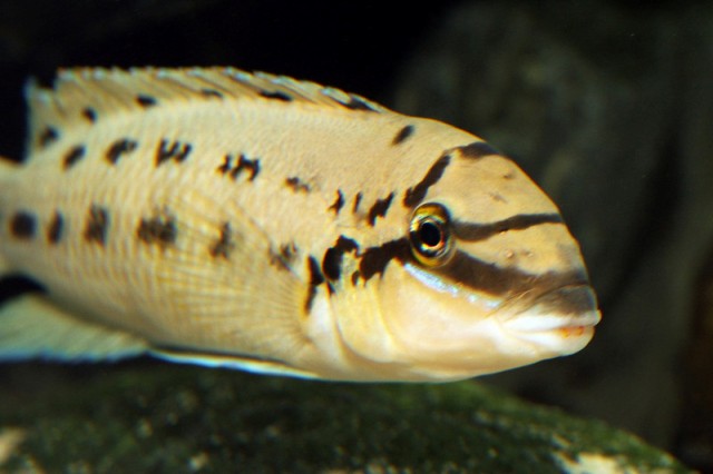 Chalinochromis ndobhoi