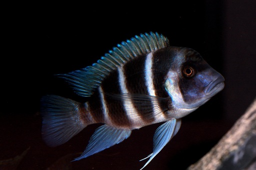 Cyphotilapia gibberosa samazi