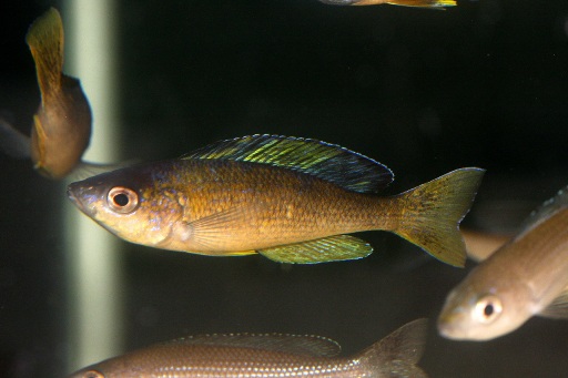 Cyprichromis laptosoma jumbo kitumba