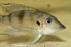 Gnathochromis, permaxillaris