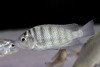 Ganathochromis pfefferi