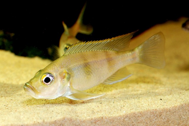 Greenwoodochromis bellcrosi