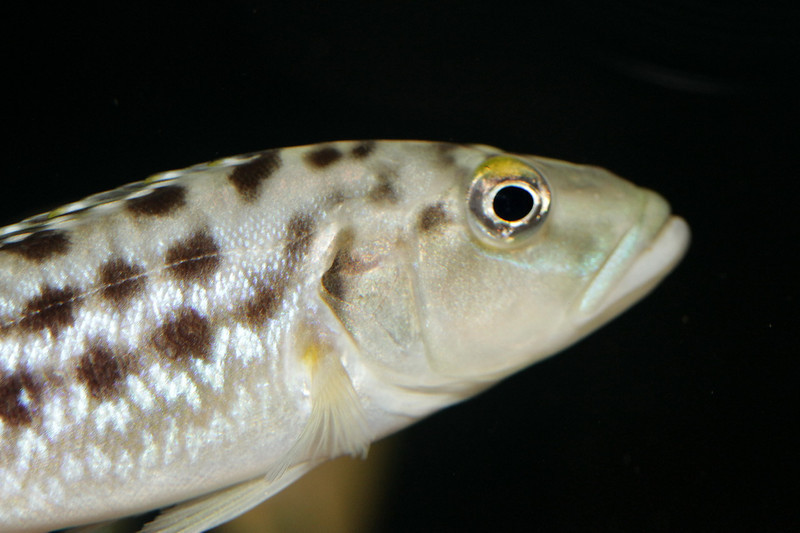 Lepidiolamprologus elongatus