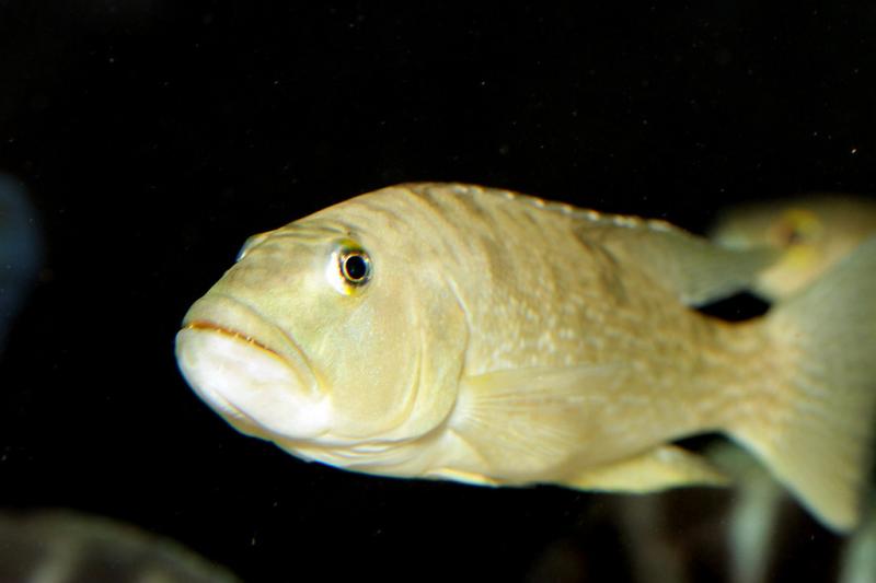 Lepidiolamprologus profundicola