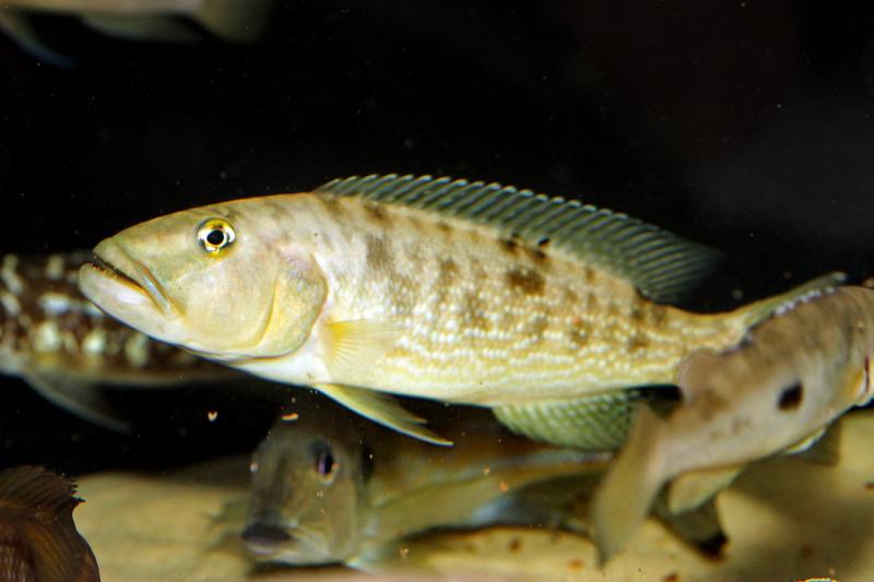 Lepidiolamprologus profundicola