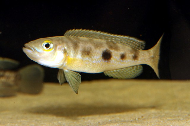 Lepidiolamprologus attenuatus