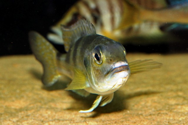 Limnochromis auritus