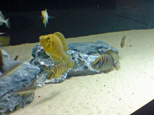 Tanga cichlids