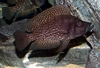 Altolamprologus calvus black