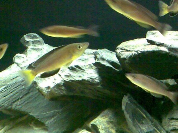 Tanga cichlids