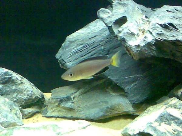 Tanga cichlids