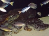 Tanga cichlids