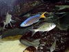 Tanga cichlids