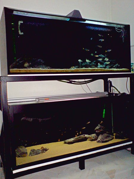 Tanga cichlids