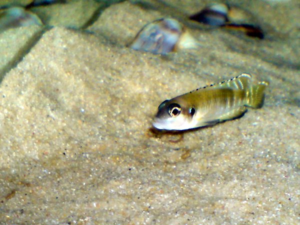 Tanga cichlids