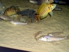 Tanga cichlids