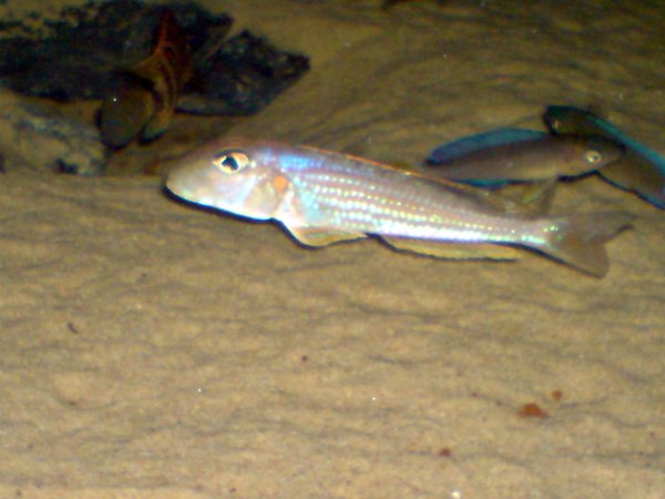 Tanga cichlids