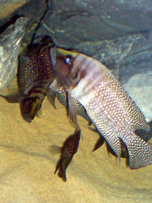 Altolamprologus calvus white & black