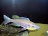 Benthochromis tricoti