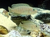 Neolamprologus similis