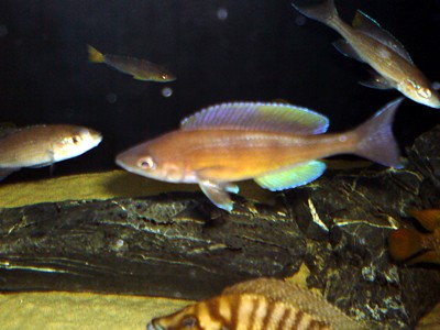 Cyprichromis zonatus