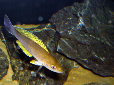 Cyprichromis laptosoma jumbo mbita