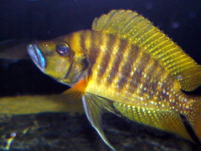 Altolamprologus compressiceps gold