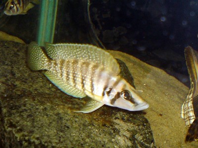 Altolamprologus calvus yellow