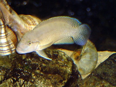 Telmatochromis sp. 'Temporalis Shell'