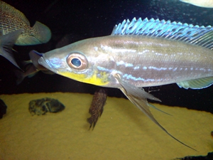 Benthochromis tricoti