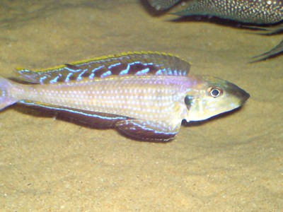 Enantiopus melanogenys