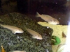 Tanga cichlids