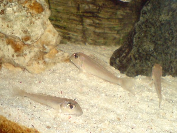 Tanga cichlids