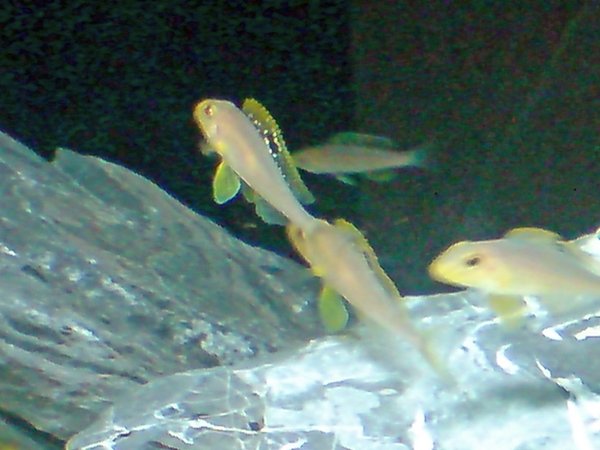 Tanga cichlids