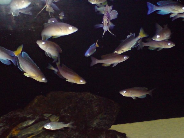 Tanga cichlids