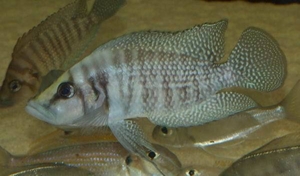 Altolamprologus calvus white