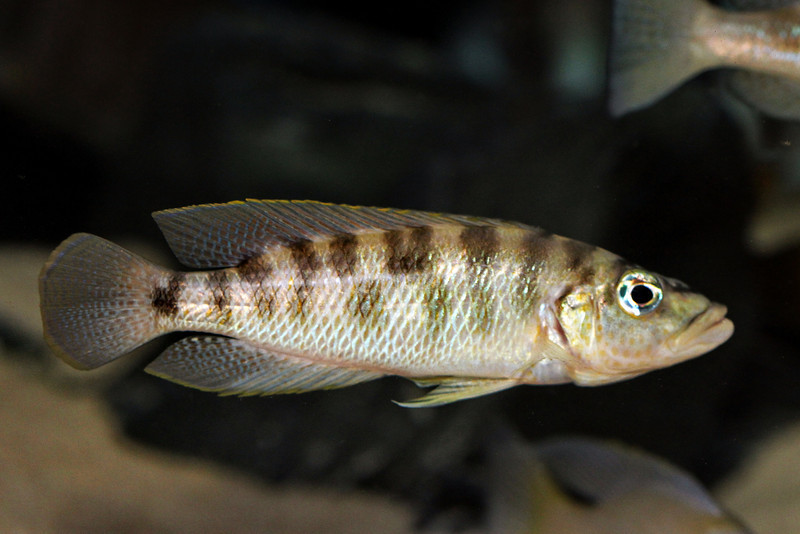 Neolamprologus fasciatus