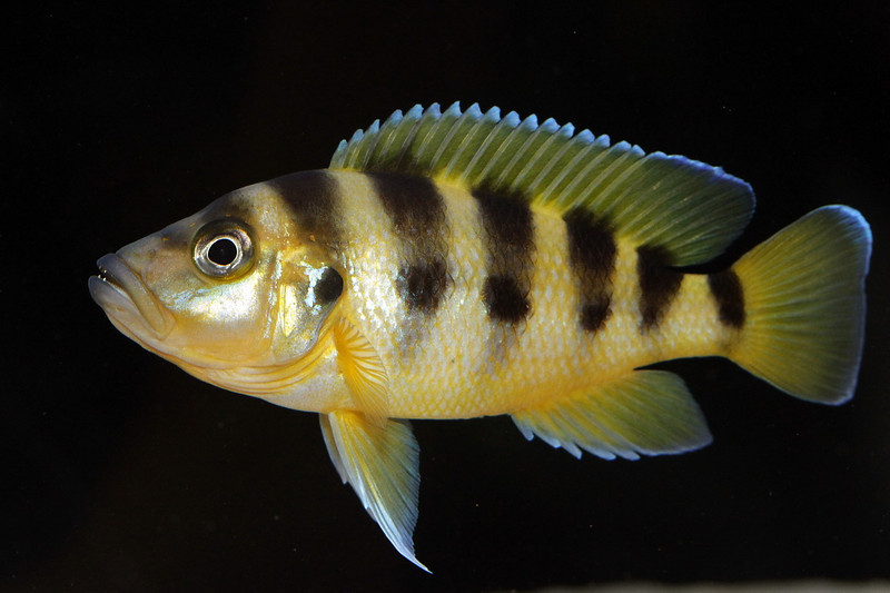 Neolamprologus sexfasciatus gold