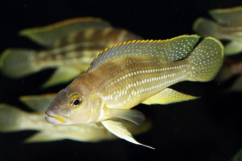 Neolamprologus tetracanthus