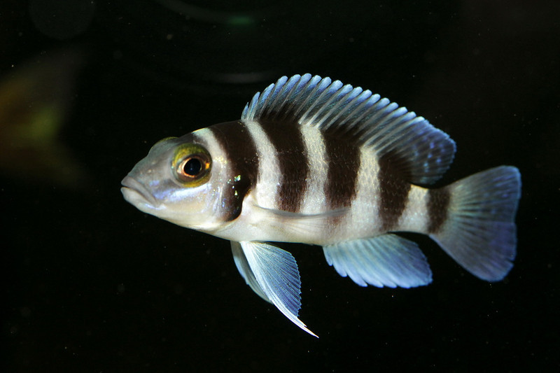 Neolamprologus tretocephalus