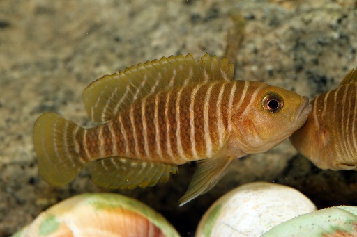 Neolamprologus similis